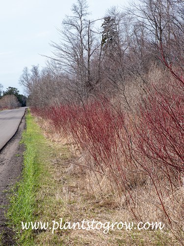 Red Twig Dogwood (Cornus)
All the picture were taken at the same time along a road the cuts through the center of Wisconsin Point. Runs along Lake Superior.